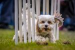 Through the poles by Chris Watons CHAMPION Image