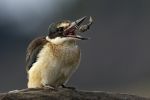 Catching The Crab by Anne Lambe