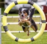 Jumping Through by Lynn Fothergill