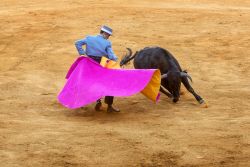 The Bullfighter by Meg Lipscombe FPSNZ