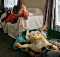 Dog Tired by Gill Williams Dip Ph
