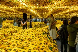 Van Gogh Alive Sunflower Room by Brett Walter APSNZ, EFIAP