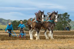 Horse Power_Eunice Belk